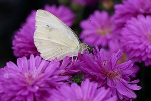 Американская белая бабочка является вредителем, опасным почти для 300 видов растений