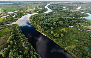 В Украине резко сокращаются популяции рыб, заявляют в "WWF-Украина"