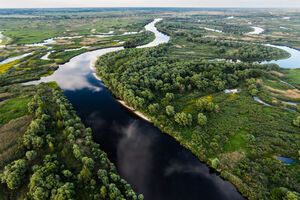 В Украине резко сокращаются популяции рыб, заявляют в "WWF-Украина"