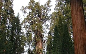 Генерал Шерман – самое большое дерево в мире, которое имеет высоту 83,8 м
