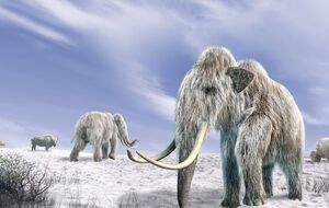 Ученые ожидают появление первых детенышей гибрида слона и мамонта через шесть лет