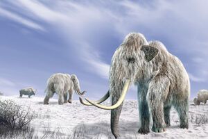 Ученые ожидают появление первых детенышей гибрида слона и мамонта через шесть лет