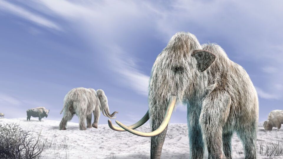Ученые ожидают появление первых детенышей гибрида слона и мамонта через шесть лет