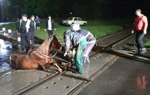 Коня удалось освободить из ловушки