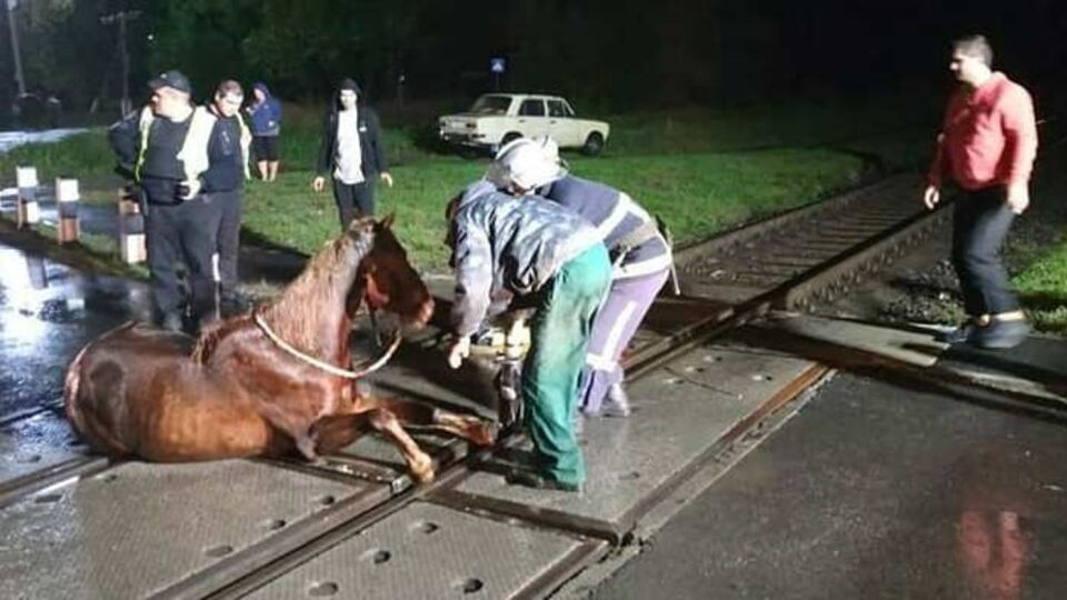 Коня удалось освободить из ловушки