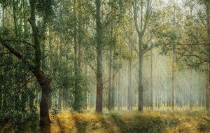 Леса занимают 16% территории Украины