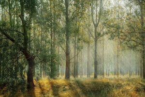 Леса занимают 16% территории Украины