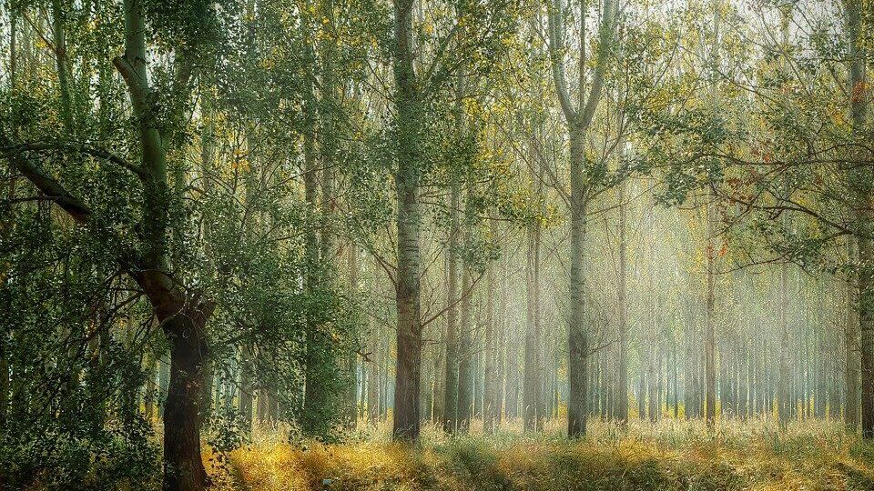 Леса занимают 16% территории Украины