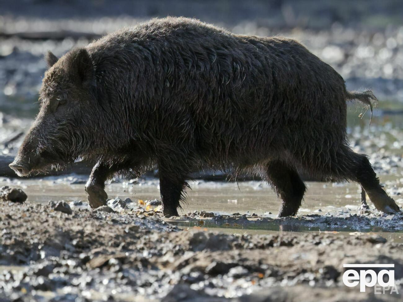 Обнаружены погибшие животные