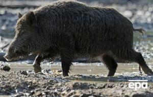 Виявлено загиблих тварин