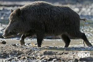 Виявлено загиблих тварин