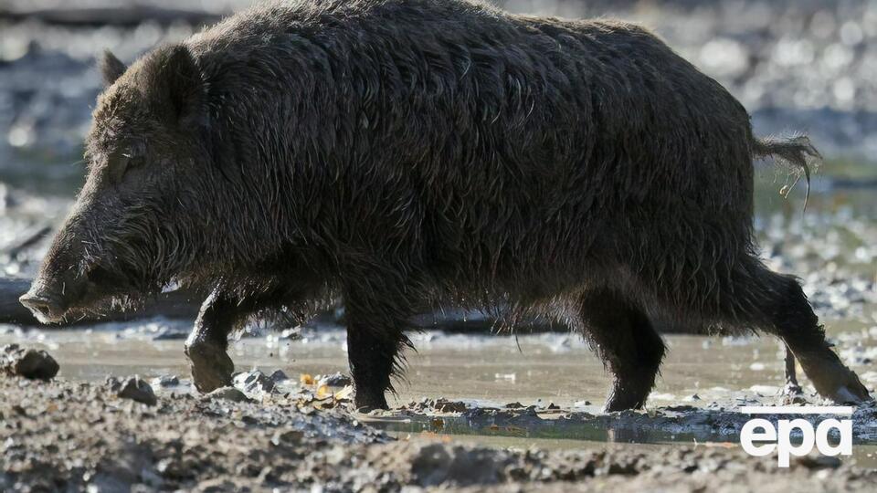 Виявлено загиблих тварин