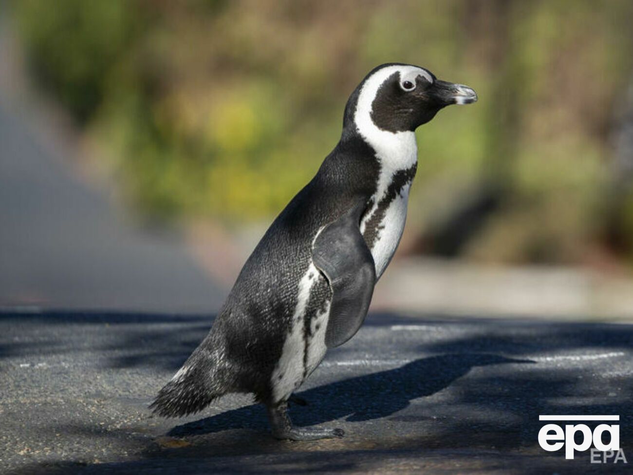 Африканские пингвины населяют побережье ЮАР и Намибии