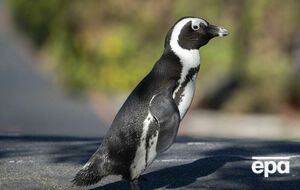 Африканские пингвины населяют побережье ЮАР и Намибии