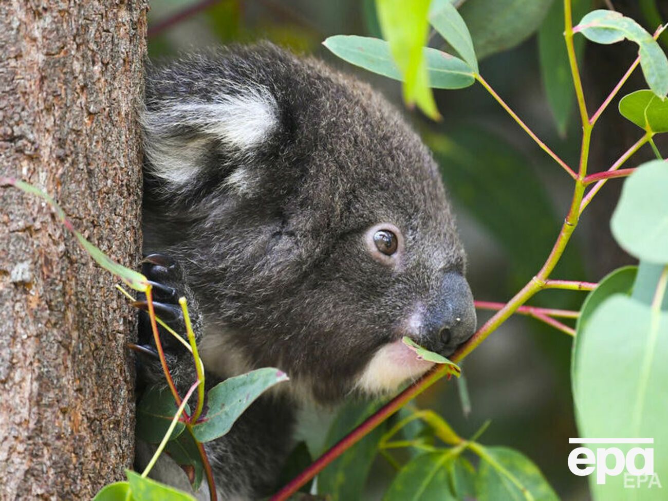 В Австралии обитает до 58 тыс. коал
