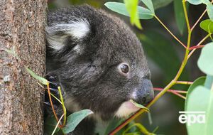 В Австралии обитает до 58 тыс. коал