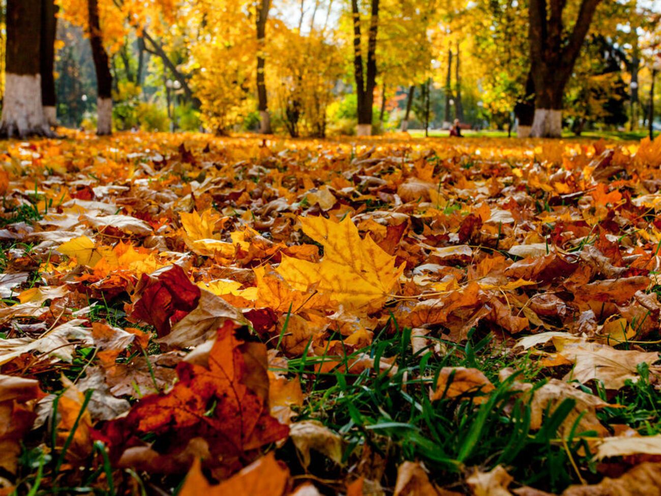 В Киеве наступила метеорологическая осень