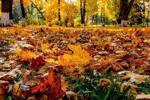 В Киеве наступила метеорологическая осень