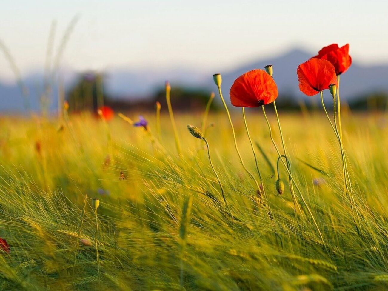 1 липня в Україні відкрився ринок землі