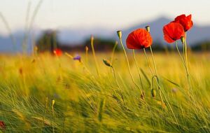 1 июля в Украине открылся рынок земли