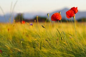 1 июля в Украине открылся рынок земли