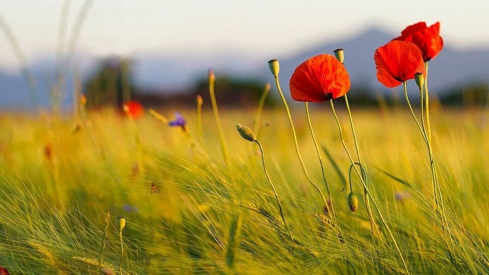 1 липня в Україні відкрився ринок землі