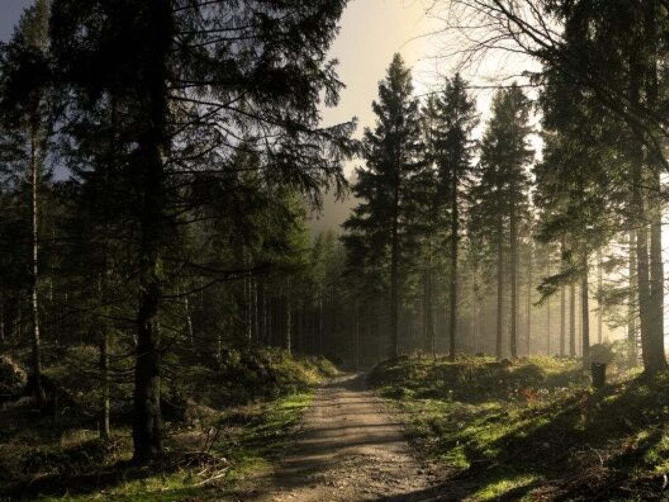 9 сентября Киевоблсовет утвердил схему планирования территории Киевской области, расширив границы поселка Коцюбинское за счет Национального природного парка "Голосеевский", который находится в границах Киева