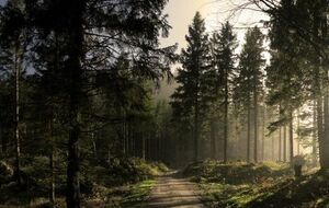 9 сентября Киевоблсовет утвердил схему планирования территории Киевской области, расширив границы поселка Коцюбинское за счет Национального природного парка "Голосеевский", который находится в границах Киева