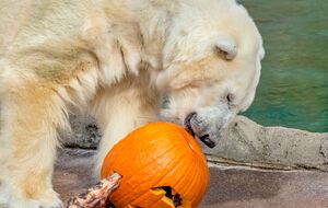 Сноу Лилли было 36 лет, продолжительность жизни белых медведей в природе составляет 25–30 лет