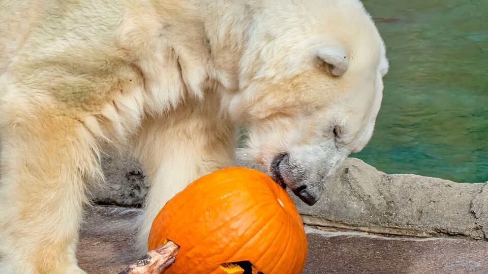 Сноу Лилли было 36 лет, продолжительность жизни белых медведей в природе составляет 25–30 лет