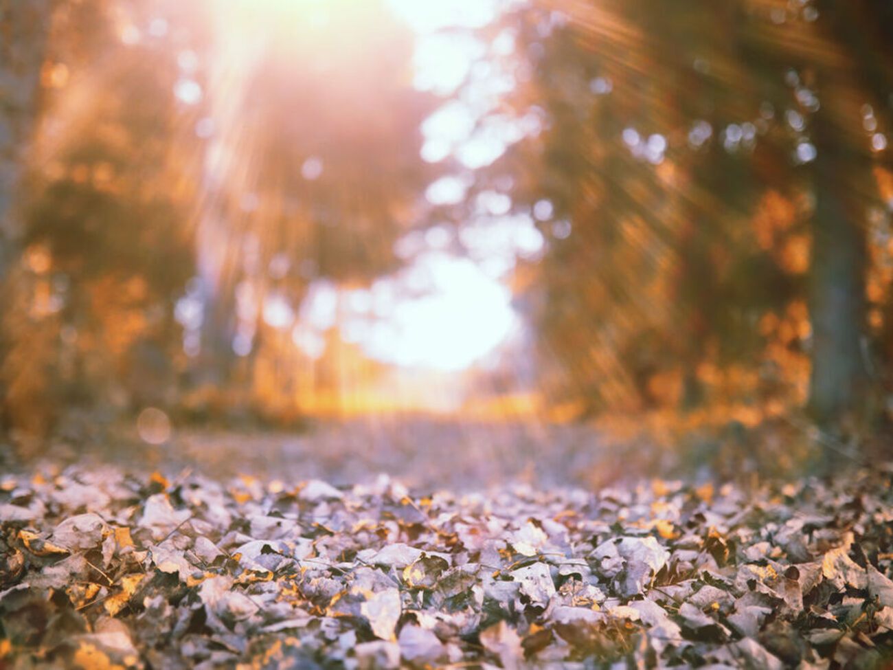 У більшості регіонів України дощів наступного тижня не буде, повідомила Діденко