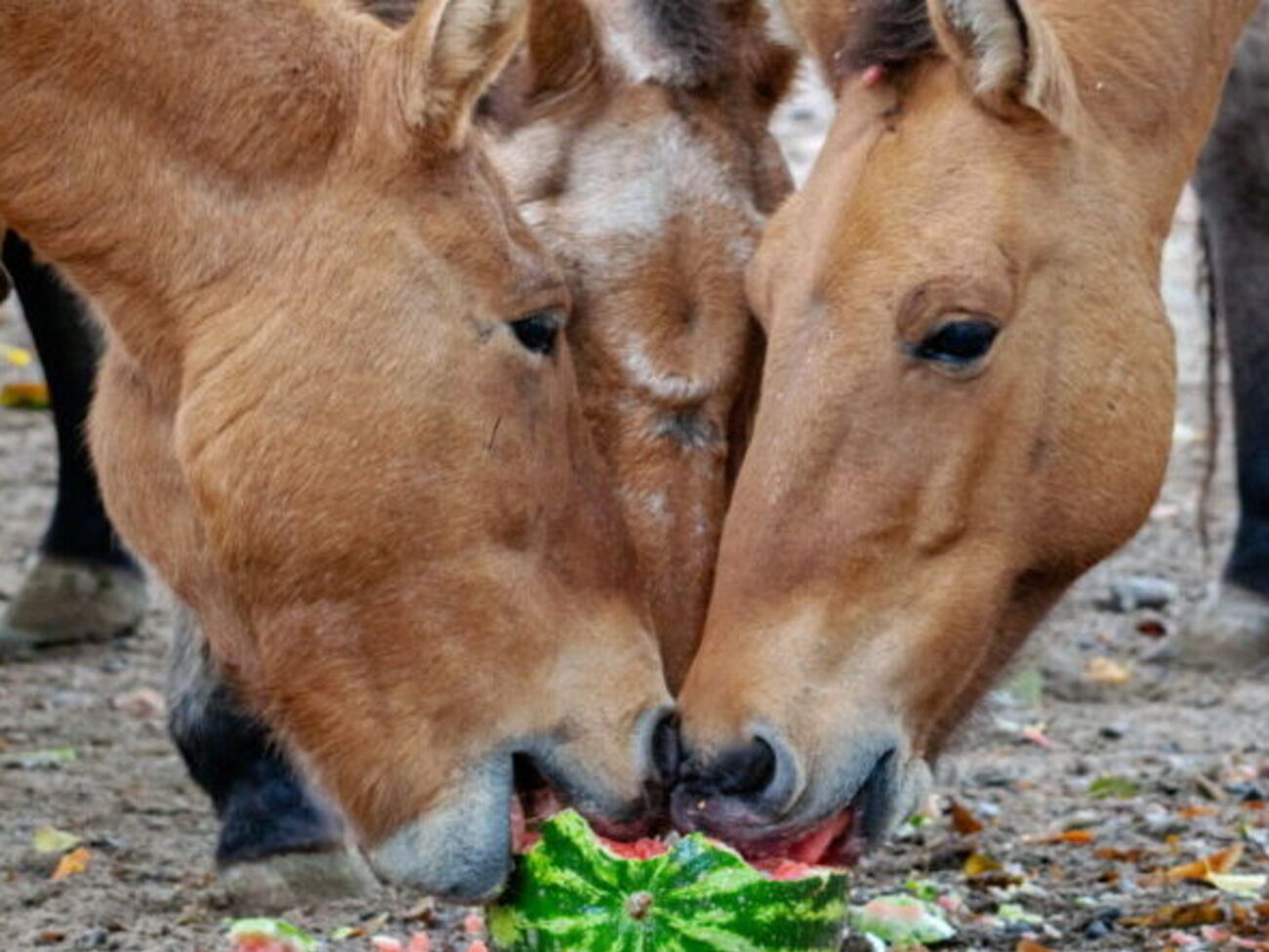 Тваринам у зоопарку влаштували "кавуновий тиждень"