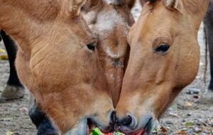 Животным в зоопарке устроили "арбузную неделю"