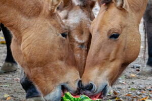 Животным в зоопарке устроили "арбузную неделю"