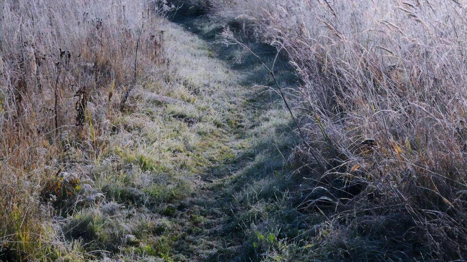 Заморозки в Україні прогнозують уночі 30 вересня і 1–3 жовтня