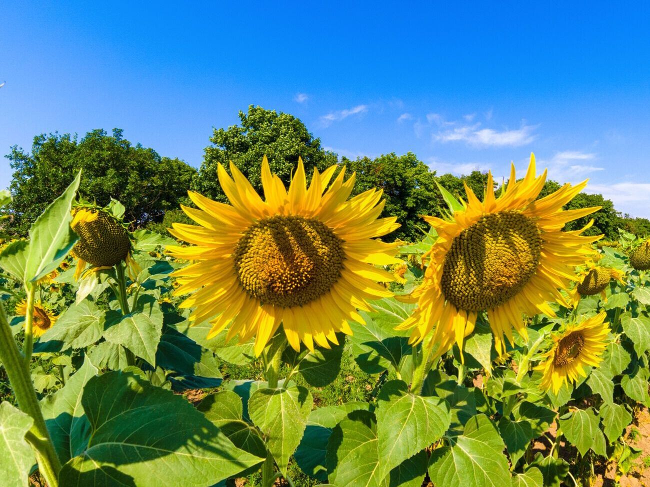 Женщина знала, что на земельном участке расположен курган, однако все равно засеяла его