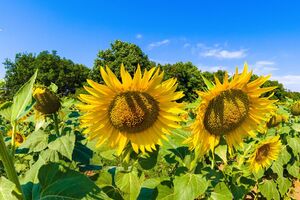 Женщина знала, что на земельном участке расположен курган, однако все равно засеяла его