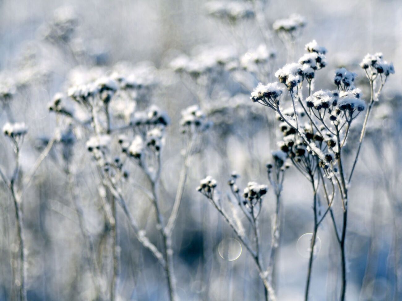 Синоптики прогнозують заморозки на поверхні ґрунту