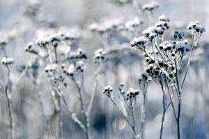 Синоптики прогнозують заморозки на поверхні ґрунту