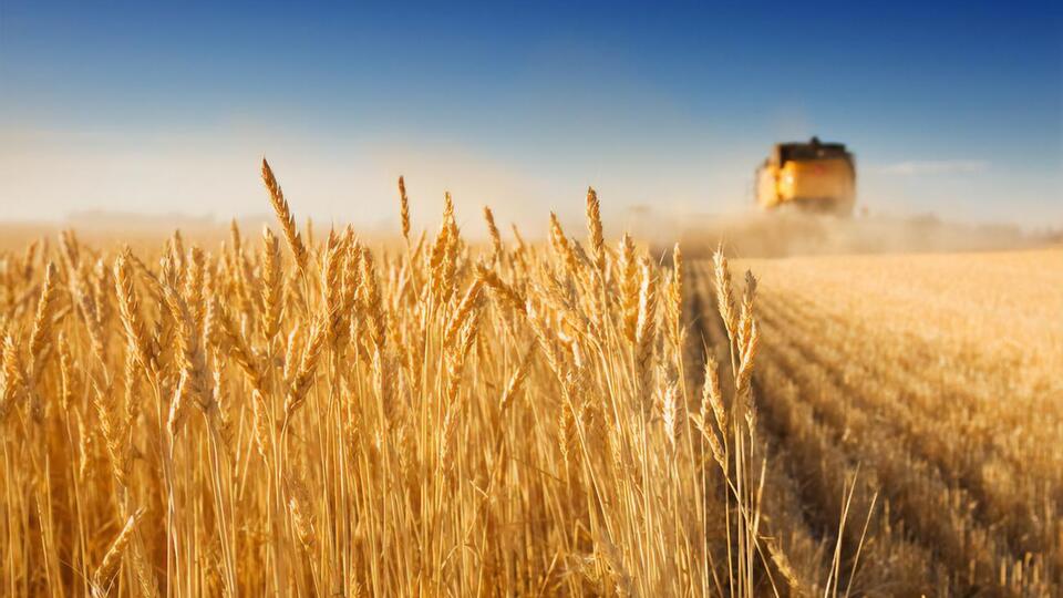 Лідером зі збирання зернових є Одеська область
