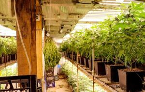 Правоохранители изъяли из тайника 684 стебля конопли