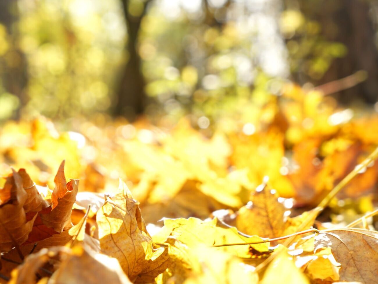 Перша декада жовтня в Україні буде переважно без опадів, зазначили в Укргідрометцентрі