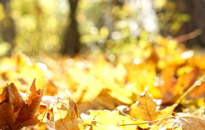 Перша декада жовтня в Україні буде переважно без опадів, зазначили в Укргідрометцентрі