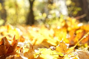 Перша декада жовтня в Україні буде переважно без опадів, зазначили в Укргідрометцентрі