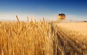 В ООН cпрогнозировали увеличение объема потребления зерновых культур