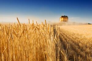 В ООН cпрогнозировали увеличение объема потребления зерновых культур