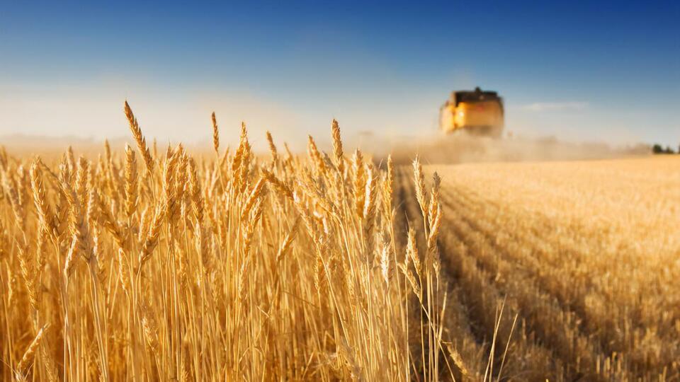 В ООН cпрогнозировали увеличение объема потребления зерновых культур