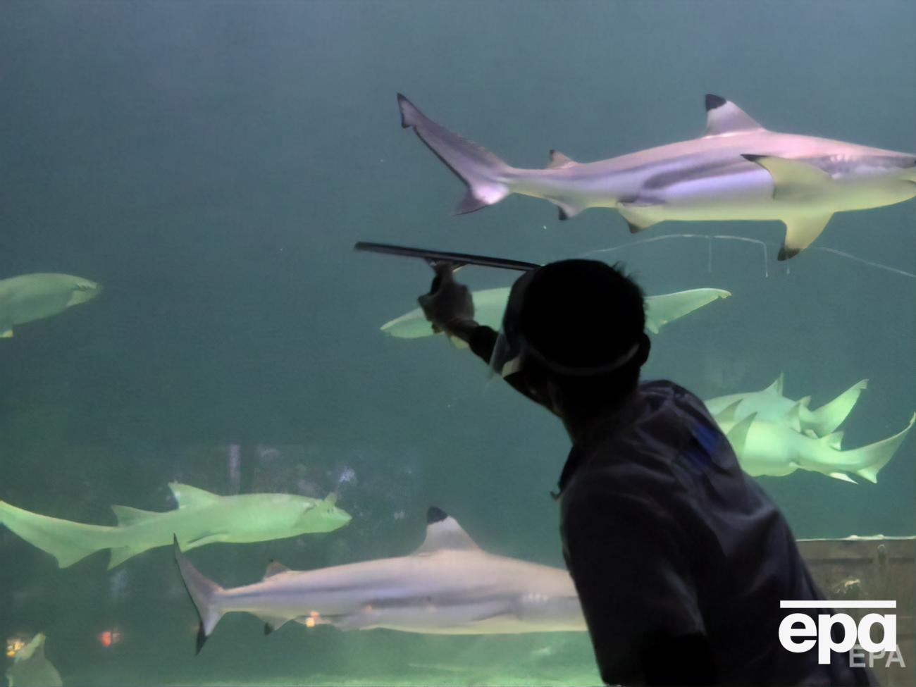 Из-за нападения акулы мужчина получил серьезную травму руки