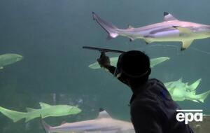 Из-за нападения акулы мужчина получил серьезную травму руки