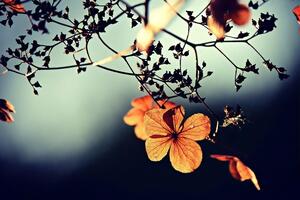 В Украине наступило первое бабье лето, оно длится с конца августа примерно до 11 сентября